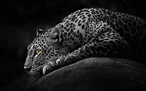 Image result for Black Cheetah Background