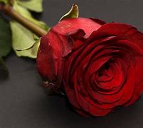 Image result for Rose Flower Love