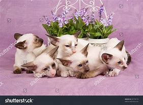 Image result for Persian Siamese