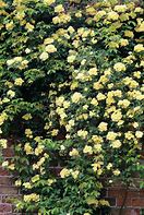 Image result for Rosa banksiae Lutea