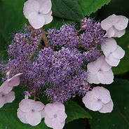 Image result for Hydrangea aspera Mauvette