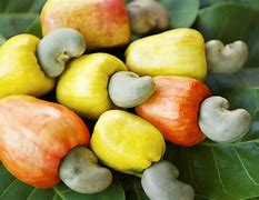 Image result for Fruits and Nuts From Nigeria