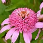 Echinacea purpurea Secret Romance に対する画像結果