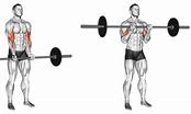 Image result for Blank Bicep Photo for Poster