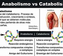 Image result for anabolismo
