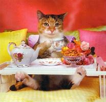 Image result for Cat Drinking Tea Meme