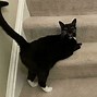 Image result for Funny Cat Yelling