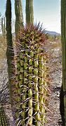Image result for Organ Pipe Cactus Dry Rot