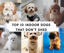 Image result for Small Indoor Animals