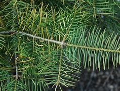 Image result for Abies concolor Wintergold