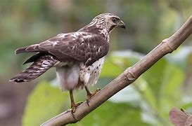 Image result for Buteo poecilochrous