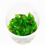 Image result for cryptocoryne_wendtii