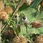 Image result for Cyanophaia Trochilidae