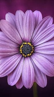 Image result for Wallpaper iPhone 6 Flower Purple