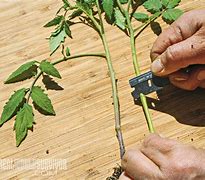 Image result for Siling Labuyo and Tomato Grafting