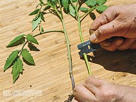 Image result for Cape Gooseberry Tomato Grafting