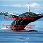 Image result for Humpback Whale Life Cycle