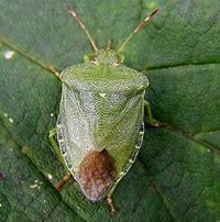 Image result for Green Bug at Top TV Screen