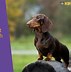 Image result for Miniature Dachshund Size Chart