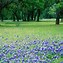 Image result for Texas Hill Country Pictures of Wildflowers