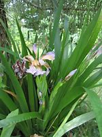 Image result for Iris foetidissima