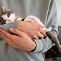 Image result for White Cat Sticking Tongue Out Meme