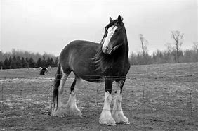 Image result for Big Clydesdale