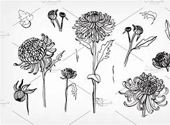 Image result for Chrysanthemum Japan