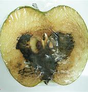 Image result for Rotten Heart Apple