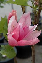 Image result for Magnolia Daybreak