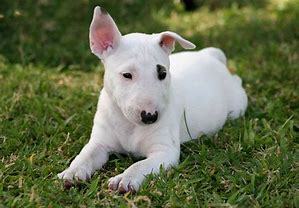 Image result for Miniature Bull Terrier Dogs