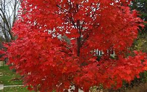 Image result for Red Blaze Maple Tree