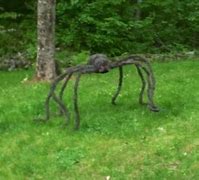 Image result for World Biggest Spider Ever Caught