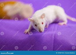 Image result for Mouse Rodent