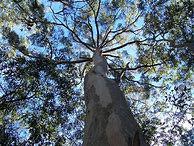 Image result for Baby Blue Eucalyptus Tree