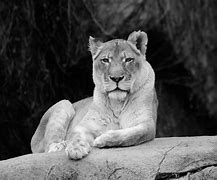 Image result for Lion Lioness Black and White