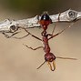 Image result for Biggest Ant in the World