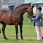 Image result for Cleveland Bay Cross Arabian