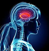 Image result for Live Human Brain