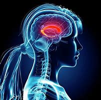 Image result for Human Brain Mind