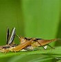 Image result for Gryllidae