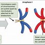 Image result for Crossing Over Meiosis Model