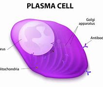 Image result for Plasma Anatomy