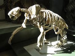 Image result for Giant Sloth Bones