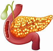 Image result for Pancreas System