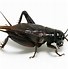 Image result for Cricket Species