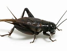Image result for Americcan Cricket Insect