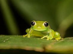 Image result for Small Glass Frog