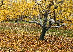 Image result for Fall Apple Tree