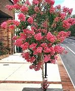 Image result for Lagerstroemia indica CORAL MAGIC